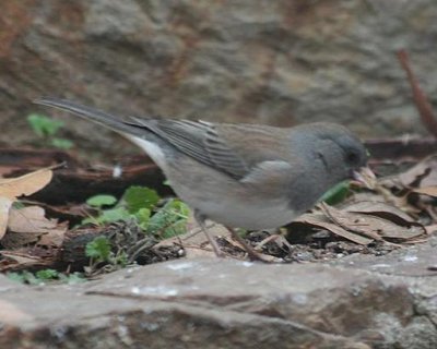 Pink-sided Junco