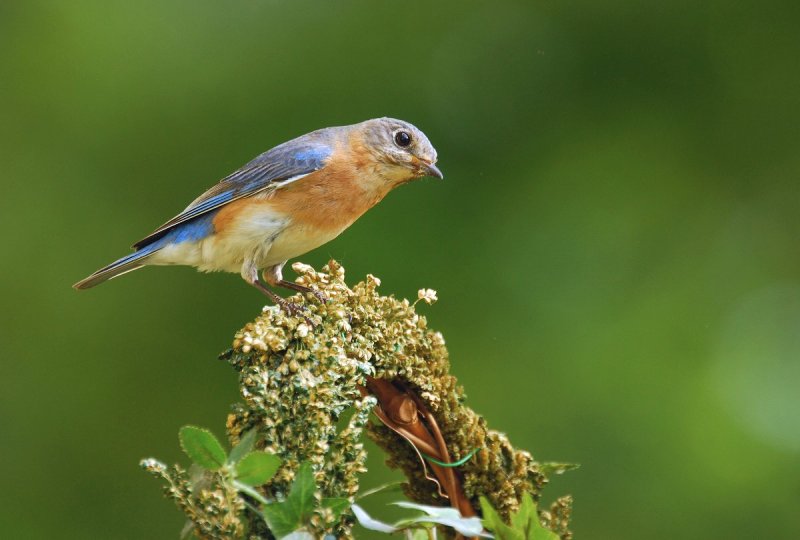Female Bluebird