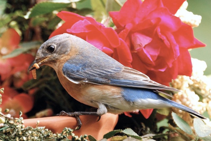 Female Bluebird