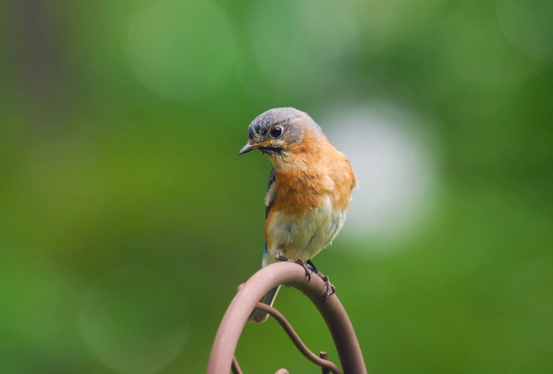 Female Bluebird