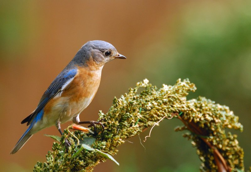 Female Bluebird