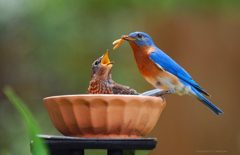 Male BB (father) and Male Fledgling