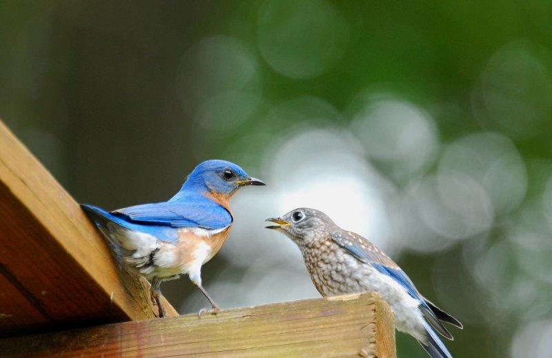 Male BB (father) and Male Fledgling