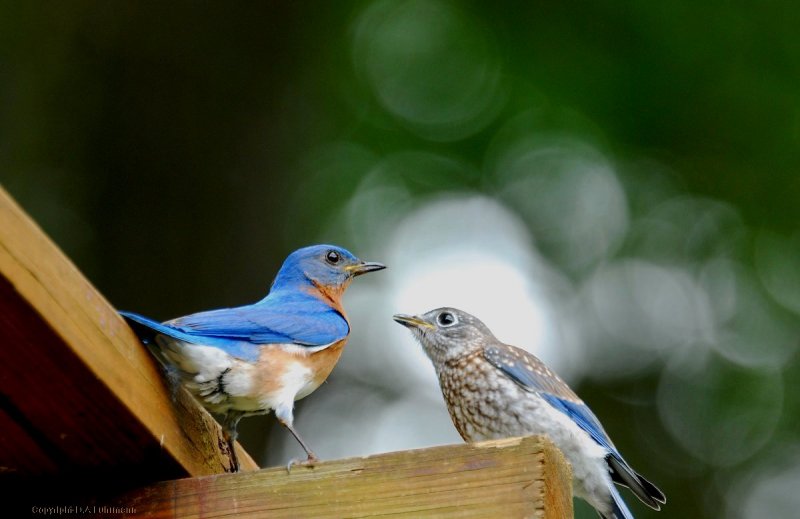 Male BB (father) and Male Fledgling
