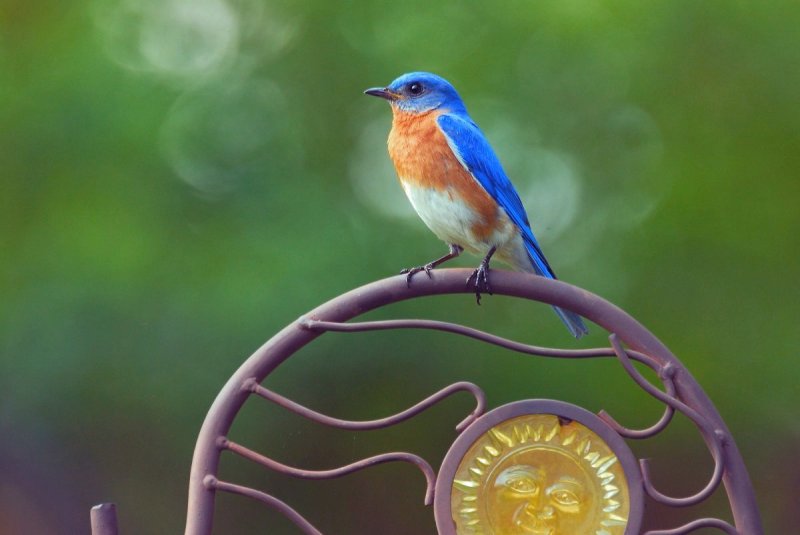 Male BB