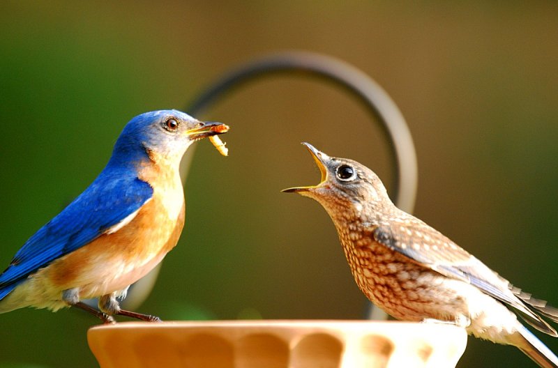 Male BB (father) and Male Fledgling
