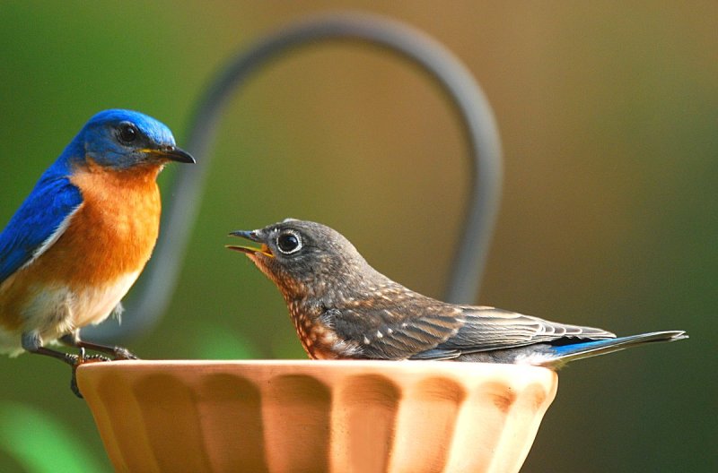 Male BB (father) and Male Fledgling