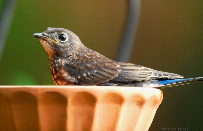 Male Fledgling