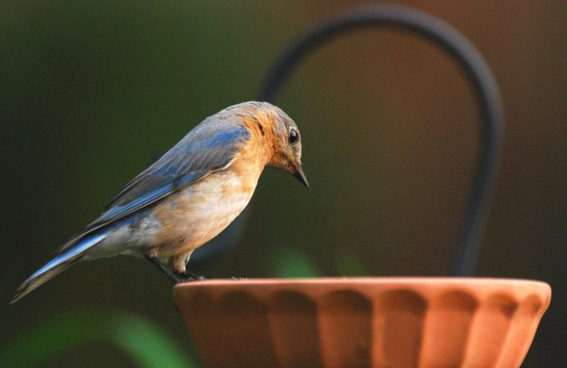 Female Bluebird