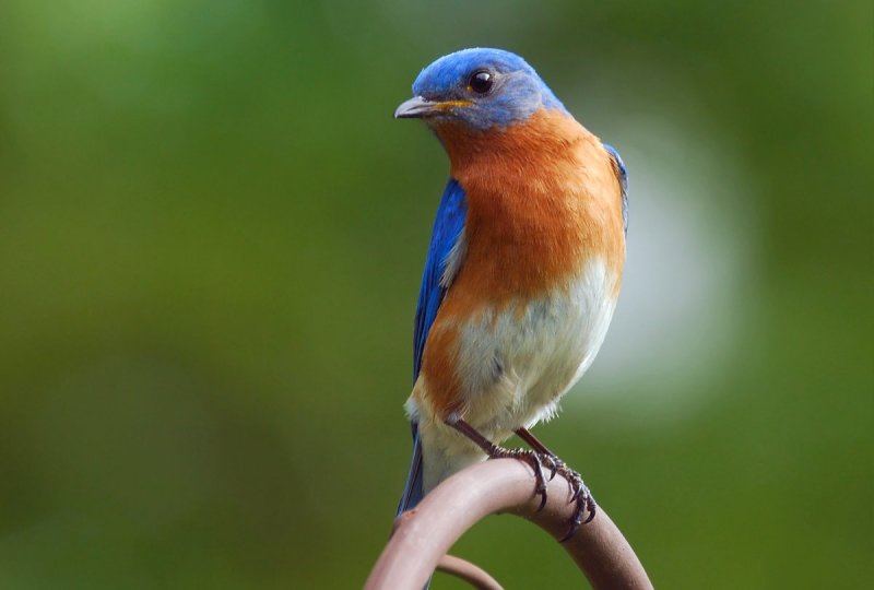 Male BB