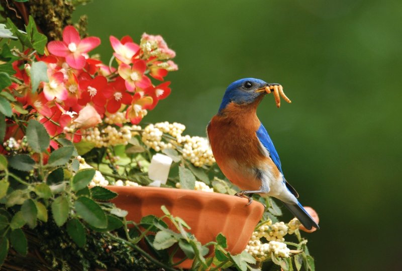 Male Bluebird