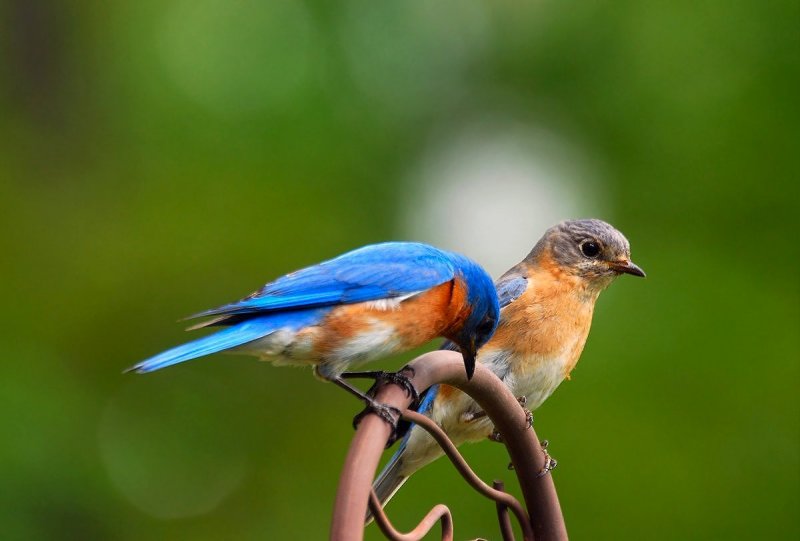 Male and Female Bluebird