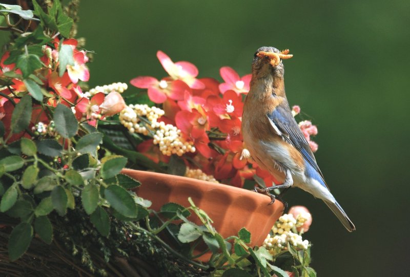 Female Bluebird