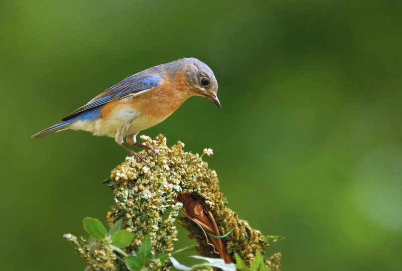 Female Bluebird