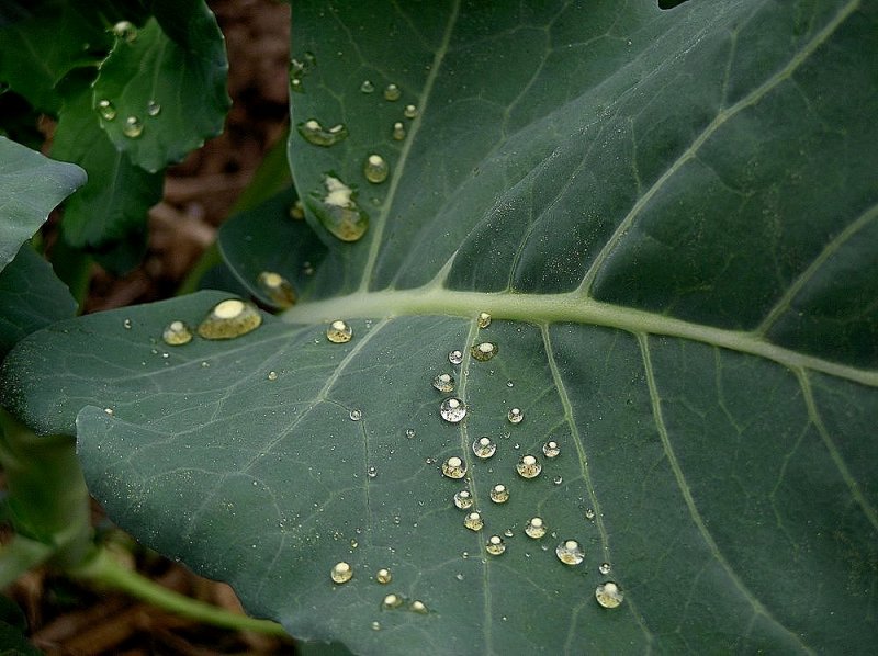 Raindrops On Cabbage