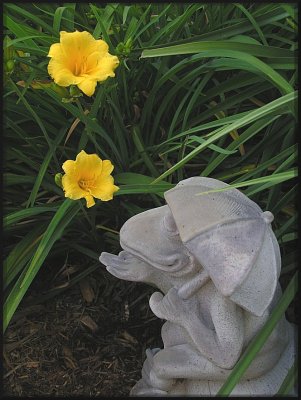 5/15/2011 ~ Stella D'Ora -Second photo ~This is a Very Common Daylily to which I have a lot of