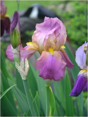 4-25-2011 ~ Tall Bearded Iris