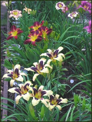 Small bed shot 6-4-11