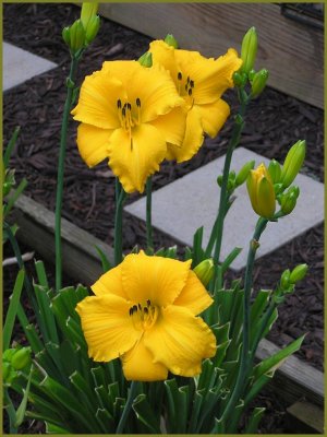 Marys Gold ffo