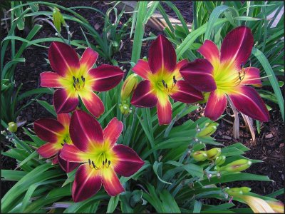 Ruby Spider Clump