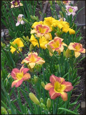 Variety Clump