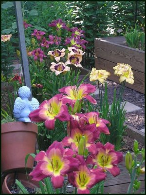 Variety Clump
