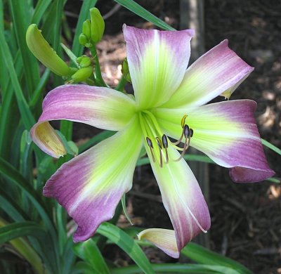 Wilson-Spider-FFO-6-16-2010