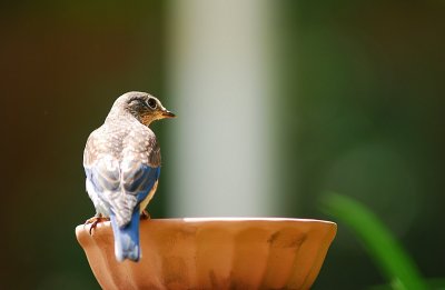 Male Bluebird Fledgling