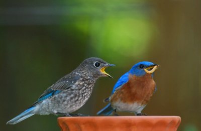 Male Bluebird ( father) and Male Fledgling