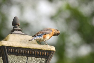 Female Bluebird ..Waiting for her mealyworms