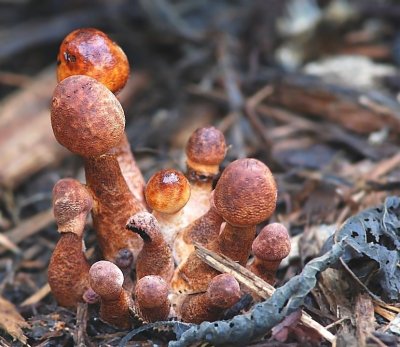 Mini Mushroom patch