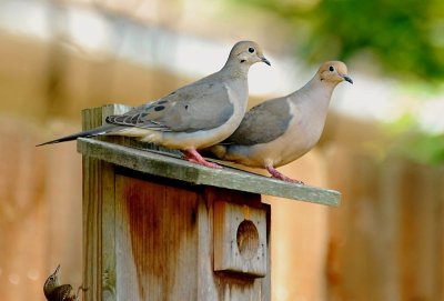 Doves ( And Wren .. Occupant of the house)