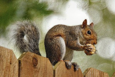 Squirrel