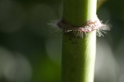 jardin_botanique_2011