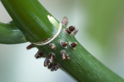 jardin_botanique_2011