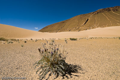 Desierto