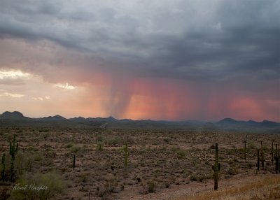 Sonoran Desert 1