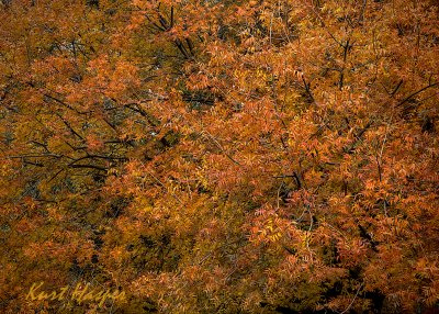 Boyce Thompson Arboretum Fall Colors
