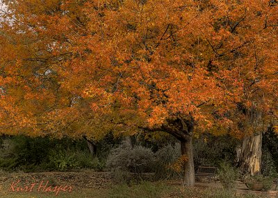 Boyce Thompson Arboretum - 2