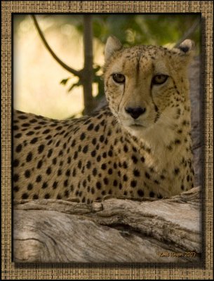 Cheeta: Spots in the Trees