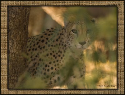 Cheeta: Hide & Seek