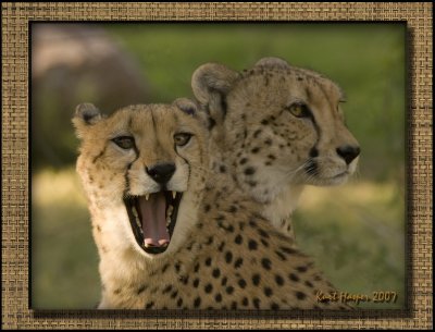 Cheetas: Two Brothers
