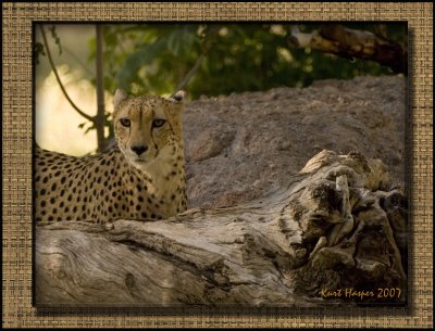 Cheeta: Nature's Textures