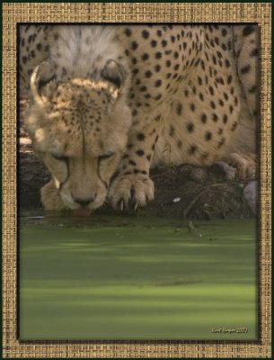 Cheeta: Early Morning Drink
