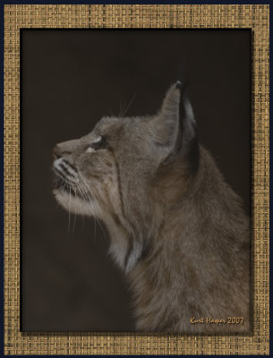 Bobcat:  Look!  There's a rabbit over there!