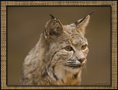 Bobcat : Darn quail...knows I'm here.