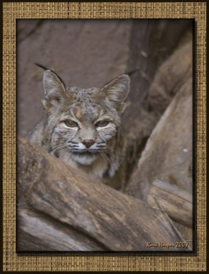 Bobcat: Welcome to My Home.