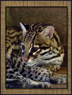 Ocelot:  Is that a Mouse? 