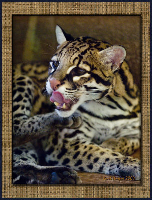 Ocelot :  Scrathing an Itch