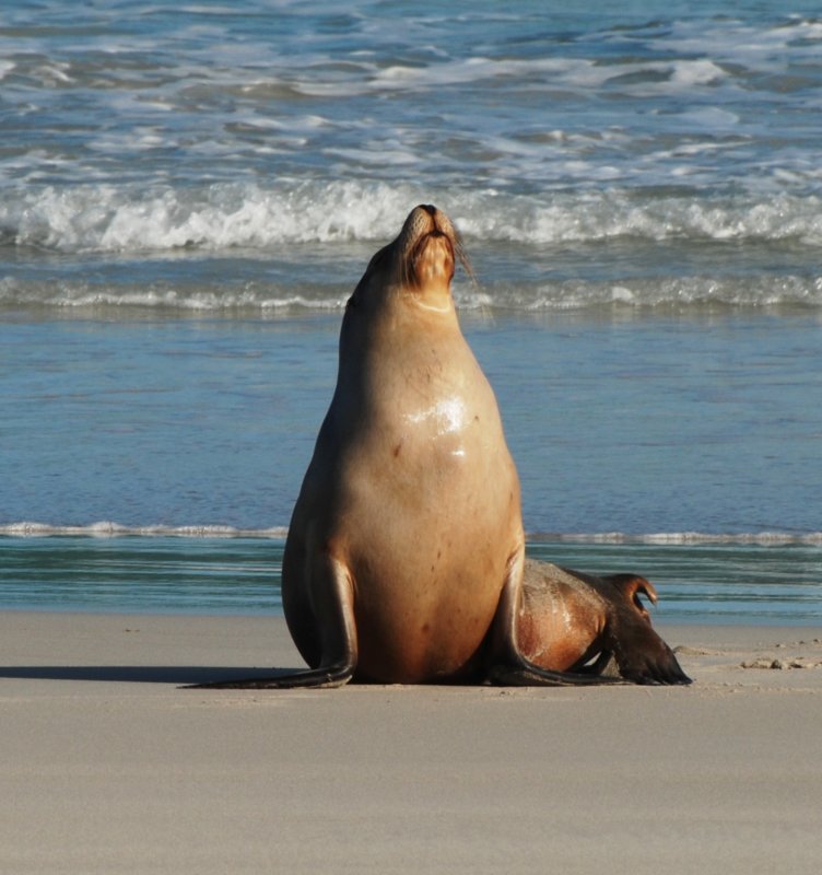 Sea Lion